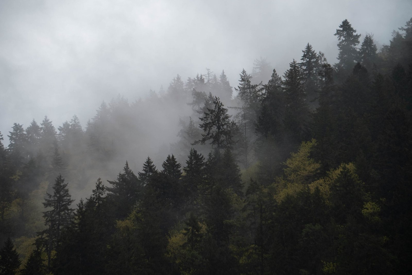 20220505_PooPooPointTrailHead_0001(FoginTrees)